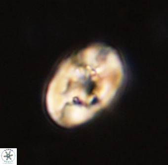 Zeugrhabdotus kerguelenensis 48305