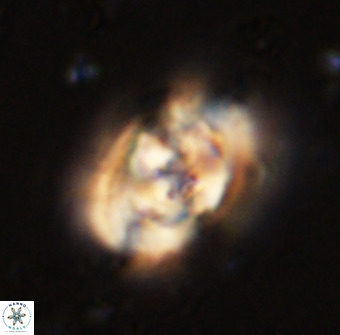 Zeugrhabdotus kerguelenensis 48308