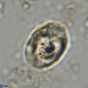 Zeugrhabdotus kerguelenensis 48309