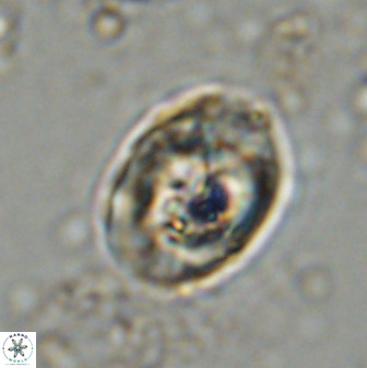Zeugrhabdotus kerguelenensis 48309