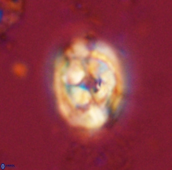 Zeugrhabdotus kerguelenensis 48300