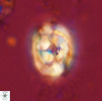 Zeugrhabdotus kerguelenensis 48300