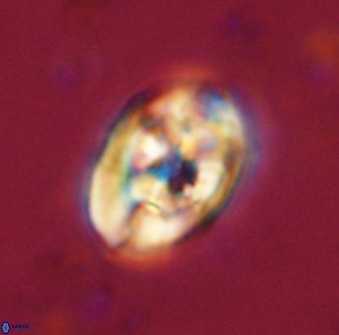Zeugrhabdotus kerguelenensis 48302