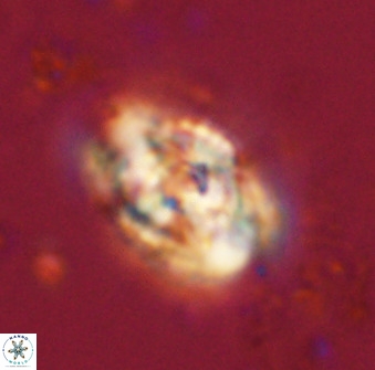 Zeugrhabdotus kerguelenensis 48303