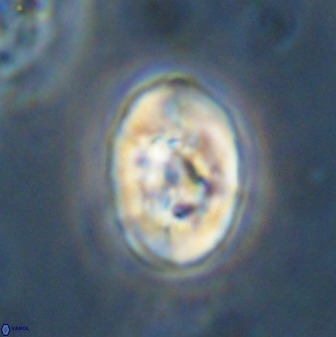 Zeugrhabdotus kerguelenensis 48314