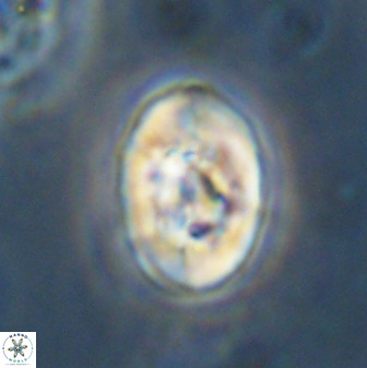 Zeugrhabdotus kerguelenensis 48314