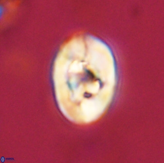Zeugrhabdotus kerguelenensis 48317