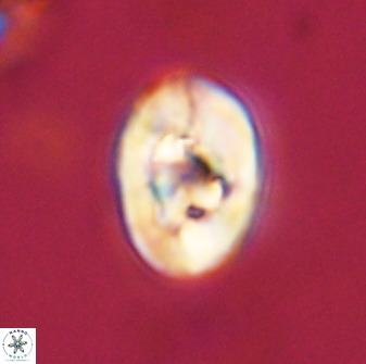 Zeugrhabdotus kerguelenensis 48317