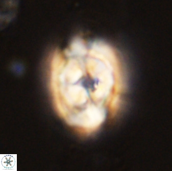 Zeugrhabdotus kerguelenensis 48318