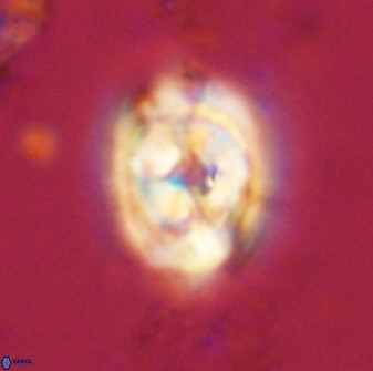 Zeugrhabdotus kerguelenensis 48319