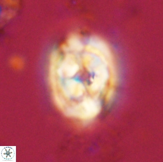 Zeugrhabdotus kerguelenensis 48319