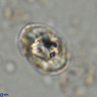Zeugrhabdotus kerguelenensis 48311