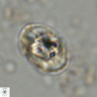 Zeugrhabdotus kerguelenensis 48311