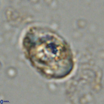 Zeugrhabdotus kerguelenensis 48312