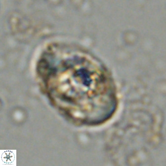 Zeugrhabdotus kerguelenensis 48312