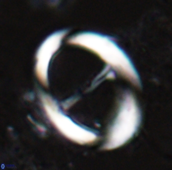 Zygodiscus cearae 24980
