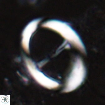 Zygodiscus cearae 24980