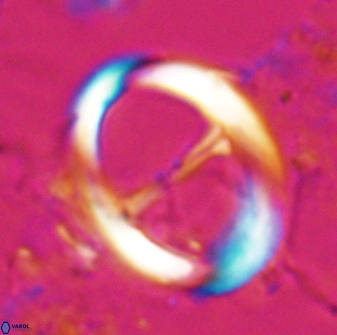 Zygodiscus cearae 24981