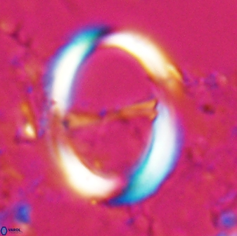 Zygodiscus cearae 24982