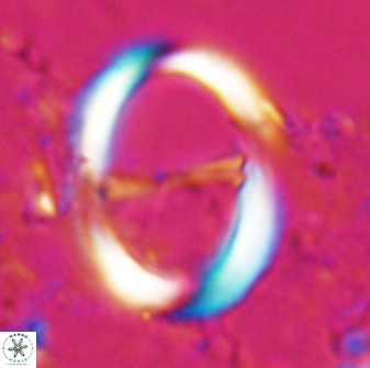 Zygodiscus cearae 24982