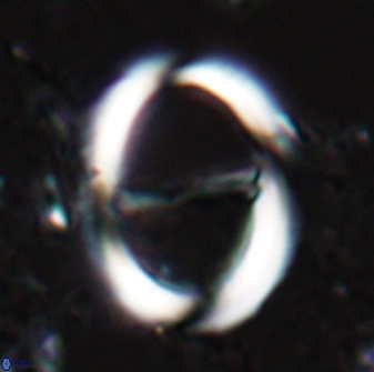 Zygodiscus cearae 24983