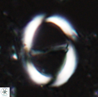 Zygodiscus cearae 24983