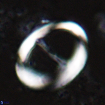 Zygodiscus cearae 24984