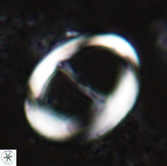 Zygodiscus cearae 24984