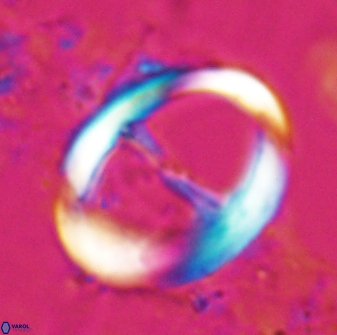 Zygodiscus cearae 24985