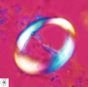 Zygodiscus cearae 24985