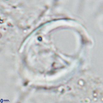 Zygodiscus cearae 24986