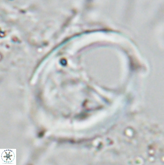 Zygodiscus cearae 24986