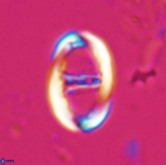 Zygodiscus cearae 25501
