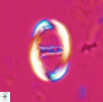 Zygodiscus cearae 25501