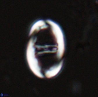 Zygodiscus cearae 25502