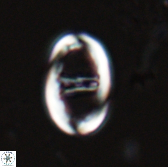 Zygodiscus cearae 25502