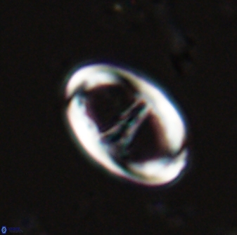 Zygodiscus cearae 25503
