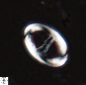 Zygodiscus cearae 25503