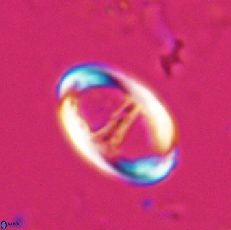 Zygodiscus cearae 25504