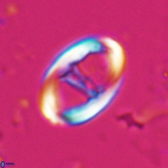 Zygodiscus cearae 25505
