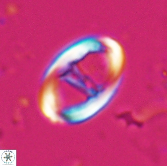 Zygodiscus cearae 25505