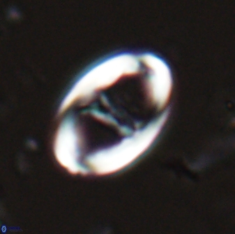 Zygodiscus cearae 25506