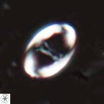 Zygodiscus cearae 25506