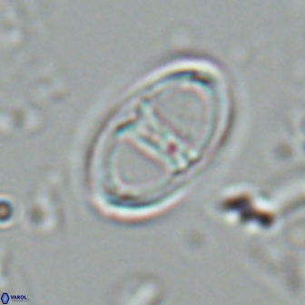 Zygodiscus cearae 25507
