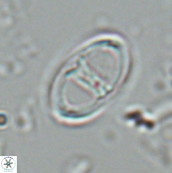 Zygodiscus cearae 25507