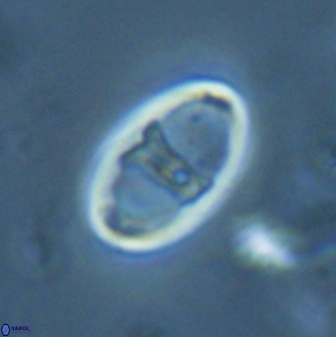 Zygodiscus cearae 25508