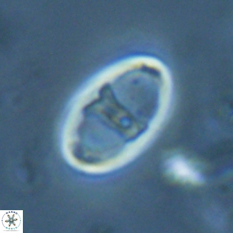 Zygodiscus cearae 25508