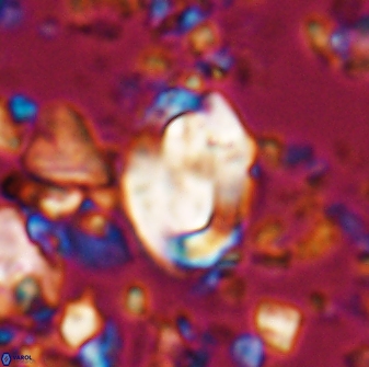 Zygodiscus clausus 23432
