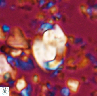 Zygodiscus clausus 23432