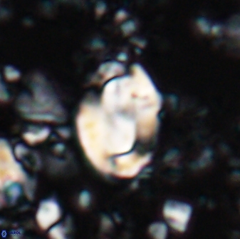 Zygodiscus clausus 23433